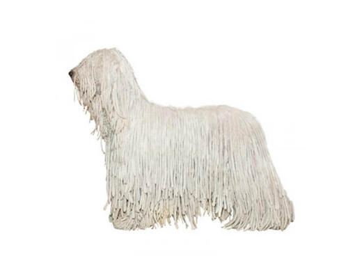 Puppy sales mop dog